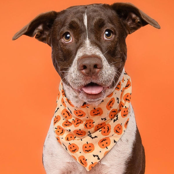 FISH & BONE Pupkin Halloween Dog Bandana