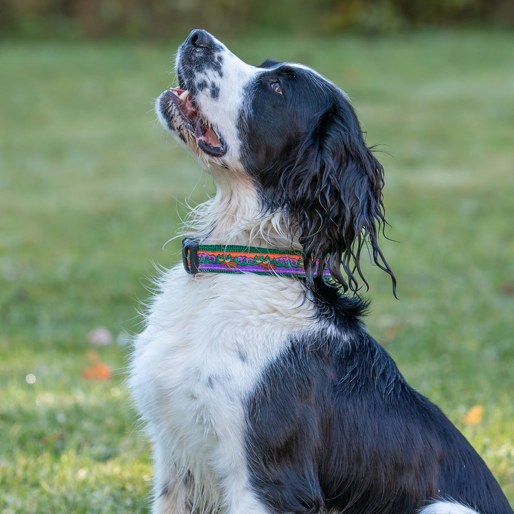 THE BELTED COW Moose II Dog Collar