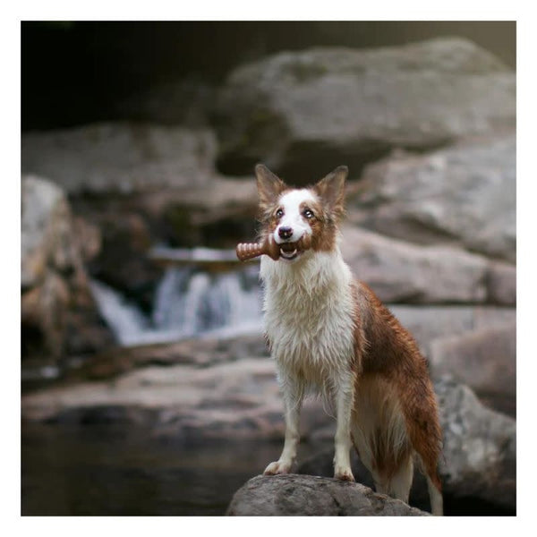 BENEBONE Bacon Zaggler Dog Chew