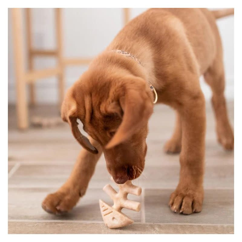 BENEBONE Puppy Fish 2 Pack