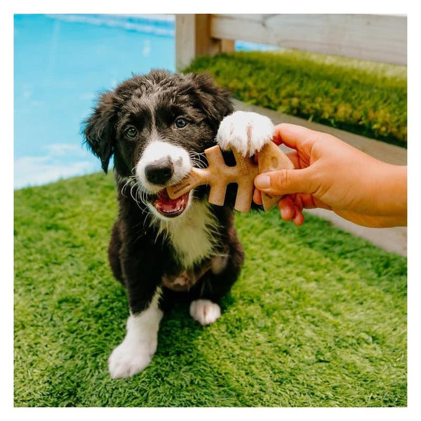 BENEBONE Tiny Fish 2 Pack