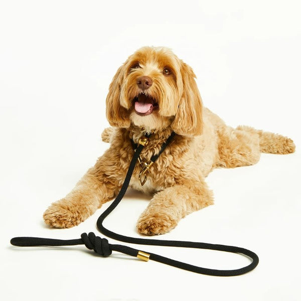 BUBBLE & SPIKE Black & Gold Simple Slip Lead