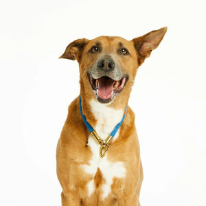 BUBBLE & SPIKE Blue Sapphire Simple Slip Collar