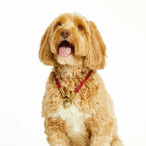 BUBBLE & SPIKE Cherry Swirl Simple Slip Collar