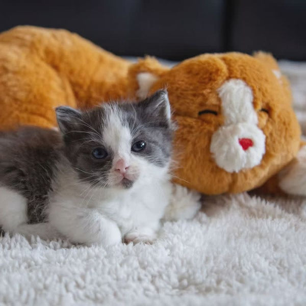 CALMEROOS Kitten - Orange