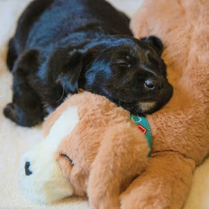 CALMEROOS Puppy - Brown & Cream
