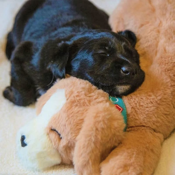 CALMEROOS Puppy - Brown & Cream