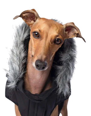 CANADA POOCH Black Everest Explorer Coat