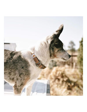CARHARTT Dog Collar Brown