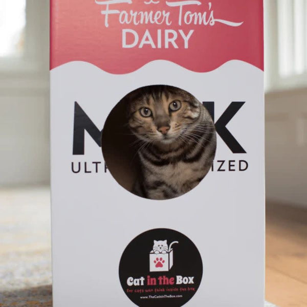 CAT IN THE BOX Cardboard Box Playhouse Mega Milk Carton