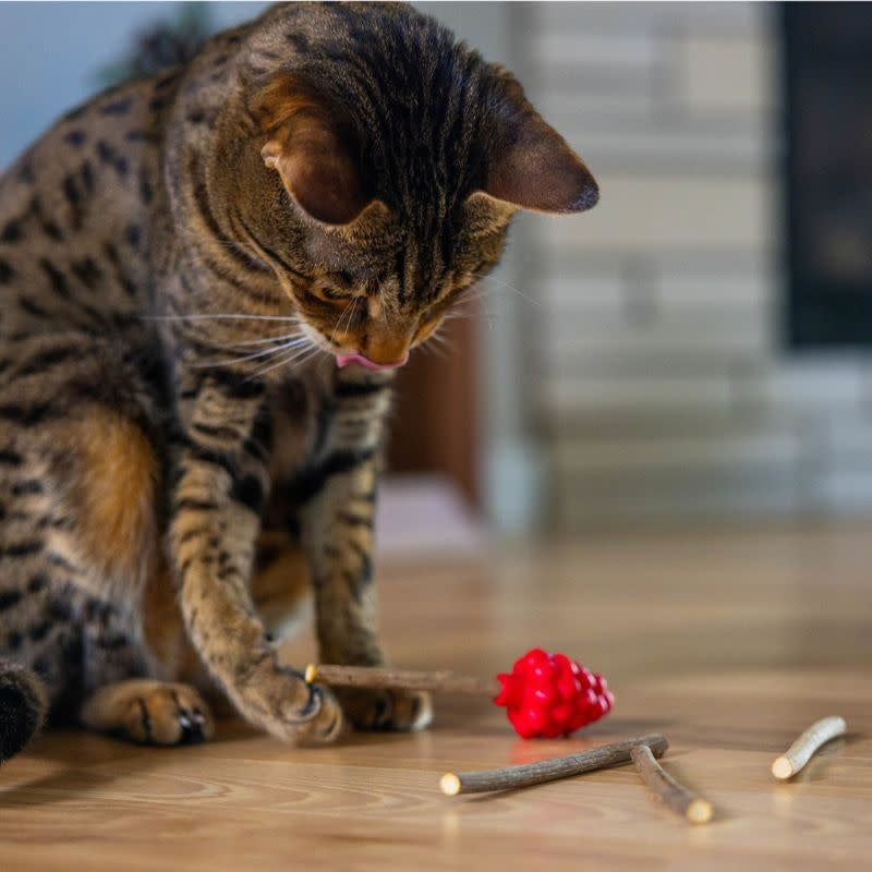 CATSTAGES Raspberry Silvervine Teether