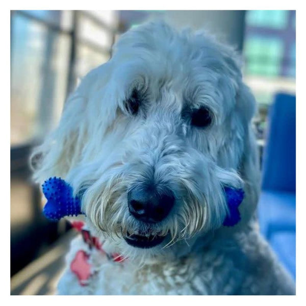 CHEWMATE Treatbrush