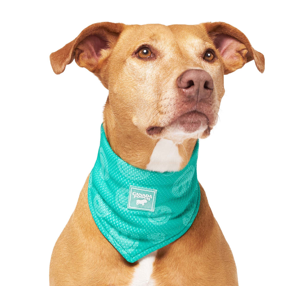 CANADA  POOCH Chill Seeker Cooling Bandana Wet Reveal
