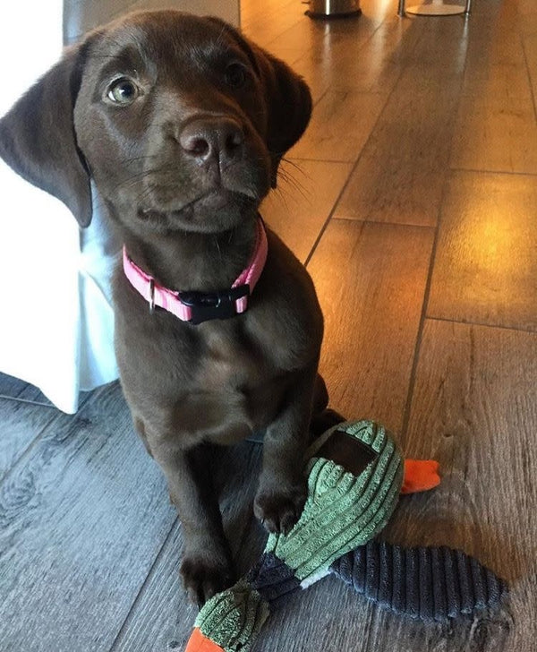 TALL TAILS Dog Squeaker Duck