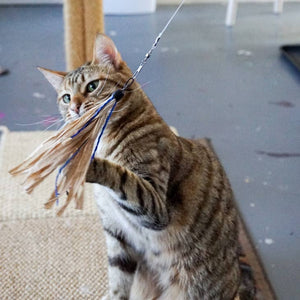 DEZI & ROO Cuttlefish Cat Lure Toy