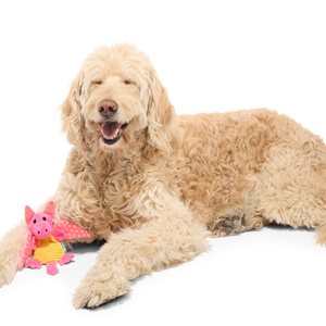 BARK Valentine Dinglbert The Dragon Plush Dog Toy