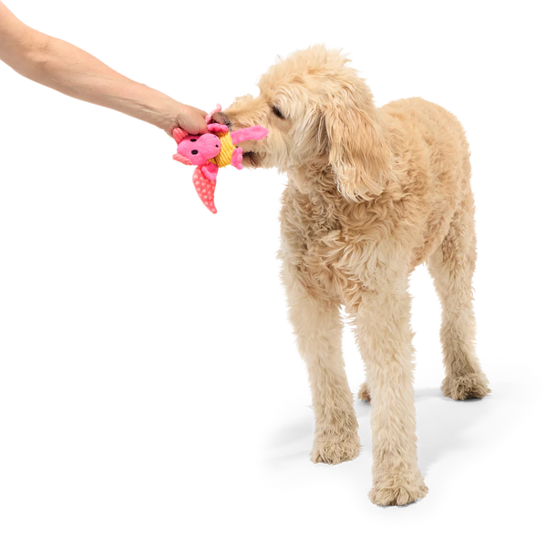 BARK Valentine Dinglbert The Dragon Plush Dog Toy