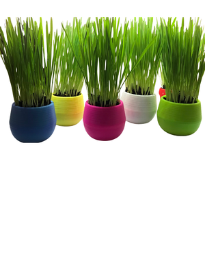 MOM'S INDOOR CAT Cat Grass Garden