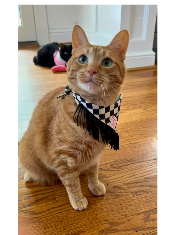 VELVET OUTPAW Checkered Fringe Bandana