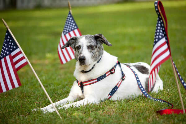 PAW PAWS USA Americana Park Dog Collar Stars