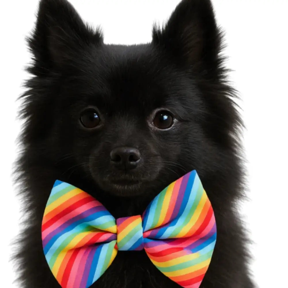DAPPER DEXTER Bow Tie Rainbow Stripe