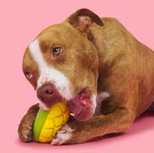 BARK Super Chewer Go Mango Dog Toy Large