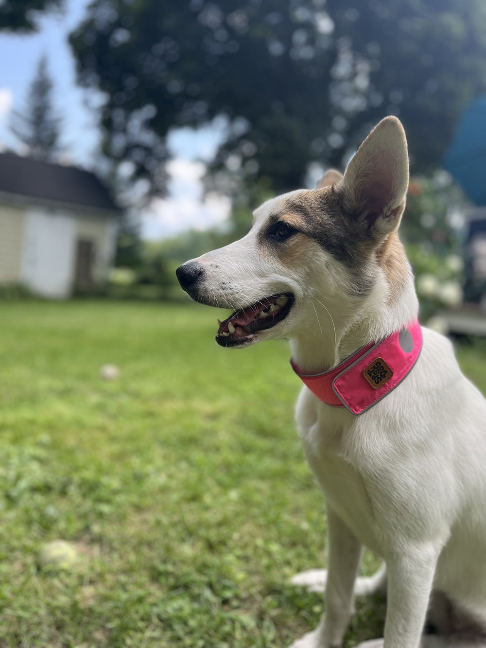 SPOT THE DOG Reflective Collar Pink