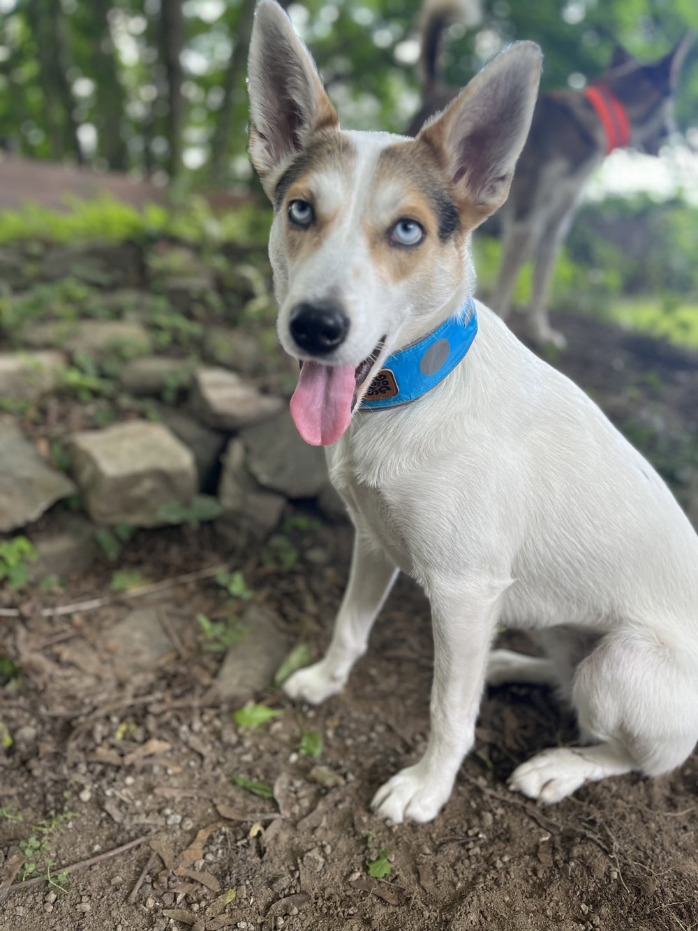 SPOT THE DOG Reflective Collar Blue