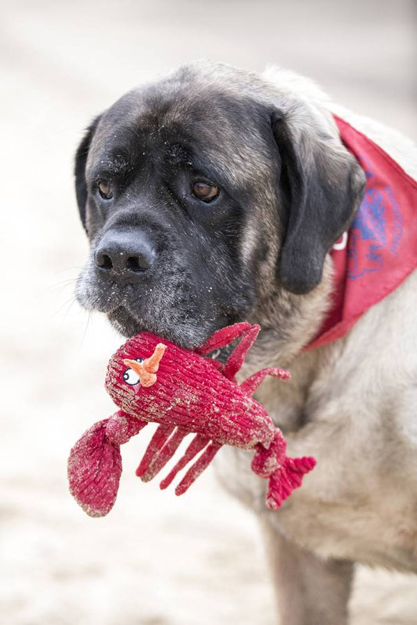 HUGGLEHOUNDS Lobster Knottie Toy