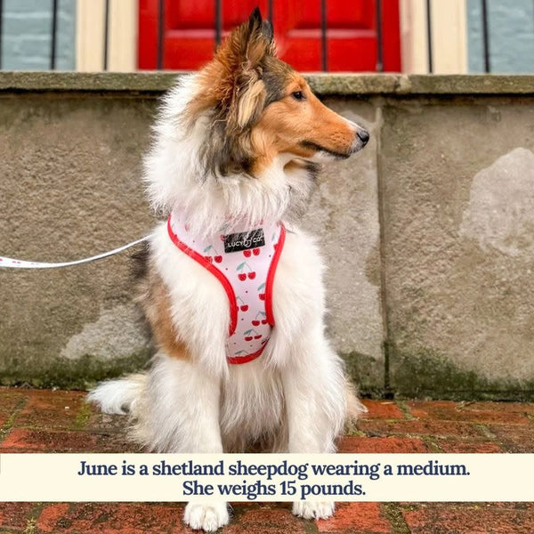 LUCY & CO Reversible Harness Cherries