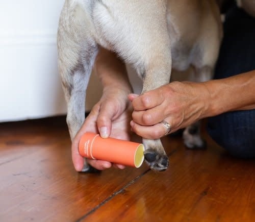 MAINE STREET BEE Paw Protector