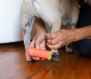 MAINE STREET BEE Paw Protector