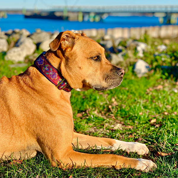 MACKENZIE Europa Dog Collar Burgundy 1.5in