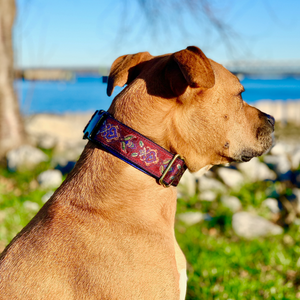 MACKENZIE Europa Dog Collar Burgundy 1.5in