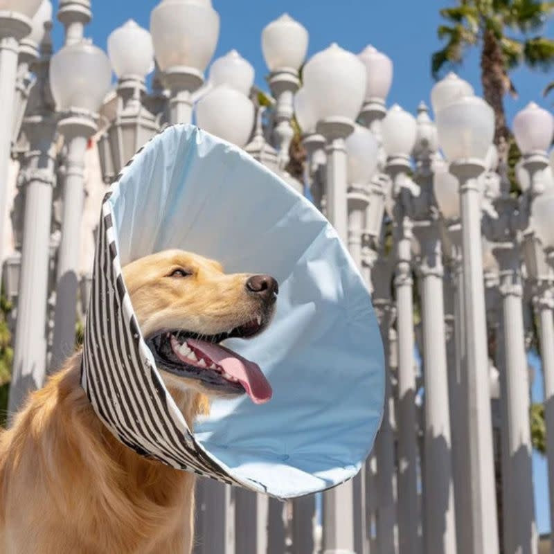 MILLION DOGS Healing Cone Star Stripe