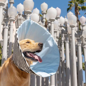 MILLION DOGS Healing Cone Star Stripe
