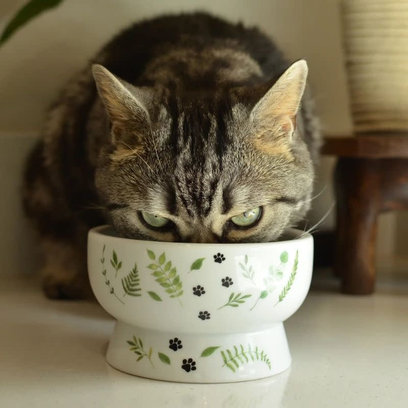 NECOICHI Raised Cat Water Bowl Go Green