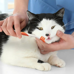 NYLABONE Advanced Oral Cat Care Toothpaste for Cats