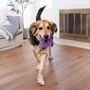 OUTWARD HOUND 2-in-1 Dental Chew Wheel Tug Toy