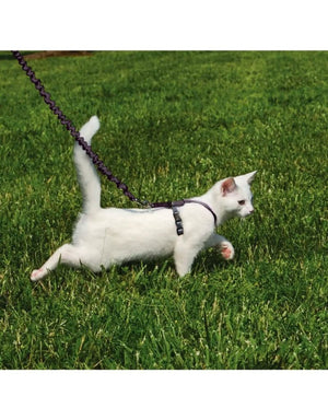 Come With Me Kitty Black