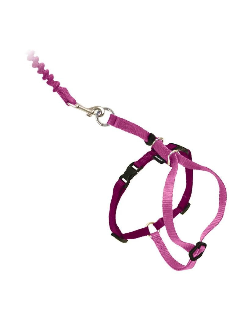 Come With Me Kitty Dusty Rose