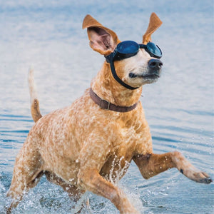 PETSPEX Black Dog Goggles