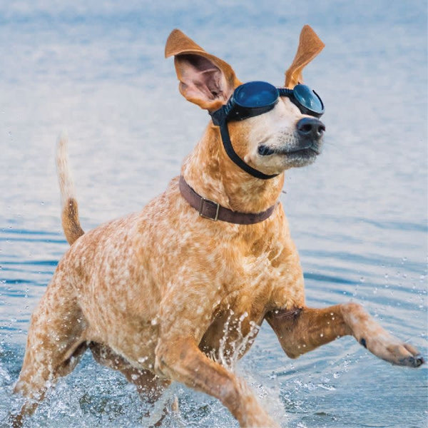 PETSPEX Black Dog Goggles