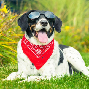 PETSPEX Black Dog Goggles