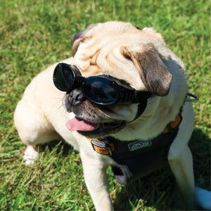 PETSPEX Black Dog Goggles