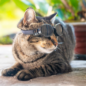 PETSPEX Black Dog Goggles