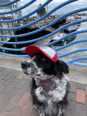 PUPLID Dog Trucker Hat Maine Lobster