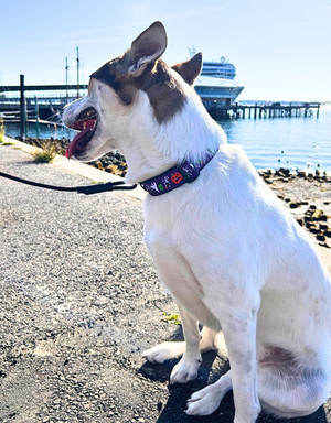PRESTON Dog Collar Frank & Friends