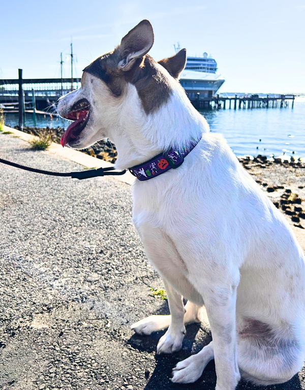 PRESTON Dog Collar Frank & Friends