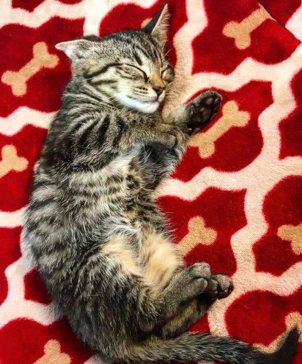 TALL TAILS Dog Blanket Red Bone